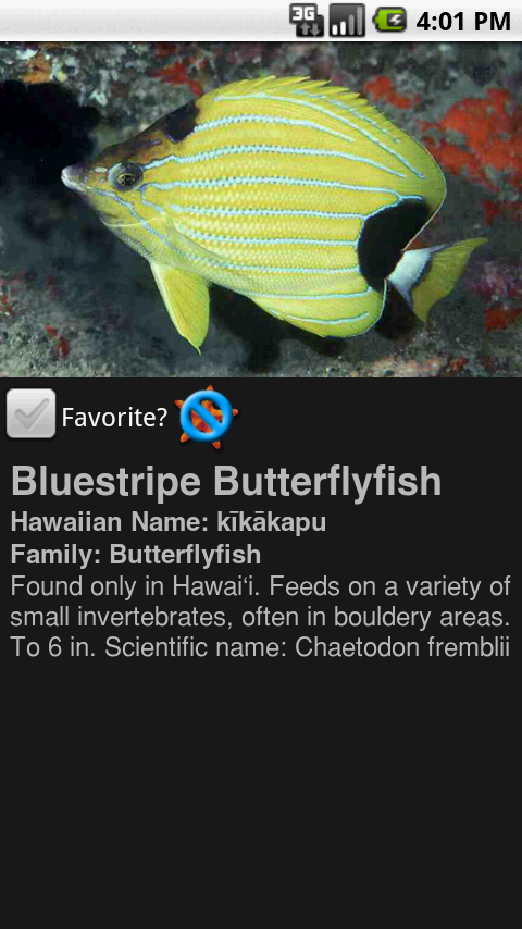Bluestrip Butterfly Fish Details View